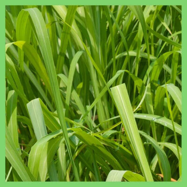 Citronella plant